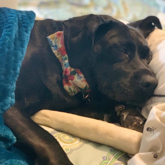 Meet your Posher, Sydney - Picture 1 of 1